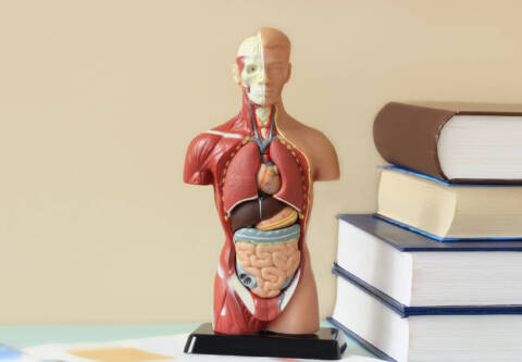 Anatomical model of the human body on the table in the office human biology in a class